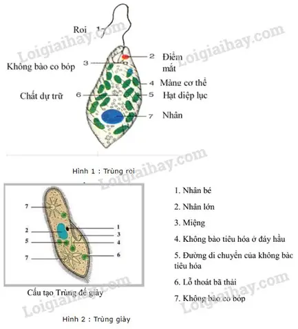 Cách Vẽ Trùng Giày Cách Vẽ Trùng Giày