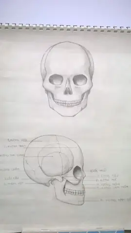 Cách Vẽ Xương Sọ Cách Vẽ Xương Sọ