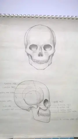 Cách Vẽ Xương Sọ Cách Vẽ Xương Sọ