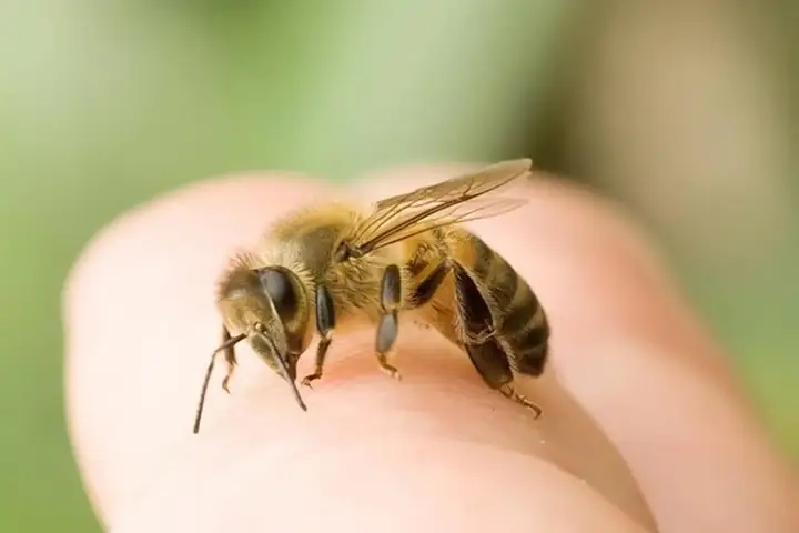 Cách Chữa Ong Vò Vẽ Đốt