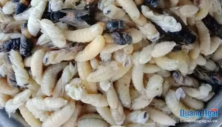 Cách Lấy Nhộng Ong Vò Vẽ