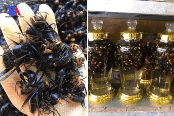 Cách Ngâm Rượu Ong Vò Vẽ