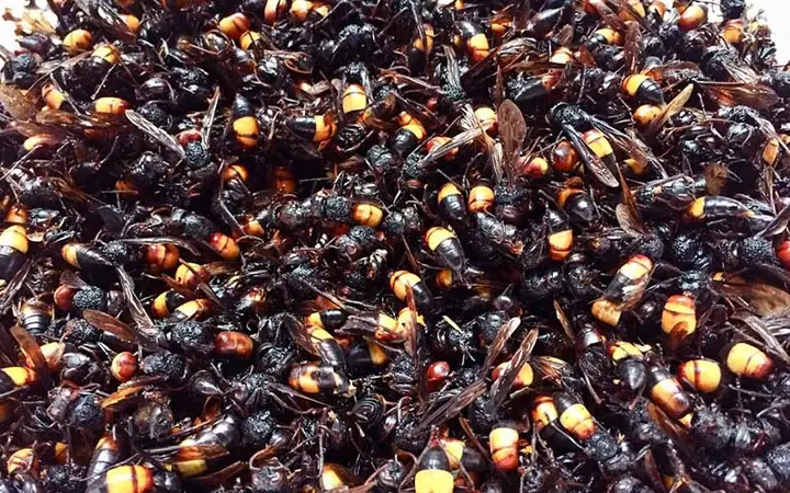 Cách Ngâm Rượu Ong Vò Vẽ