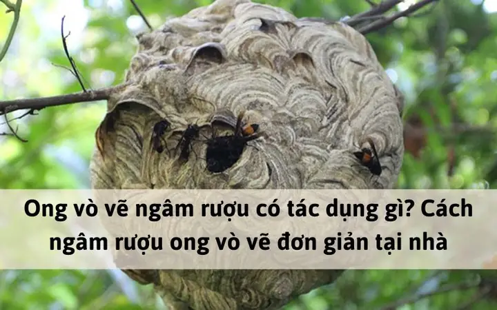 Cách Ngâm Rượu Ong Vò Vẽ