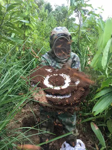 Cách Săn Ong Vò Vẽ