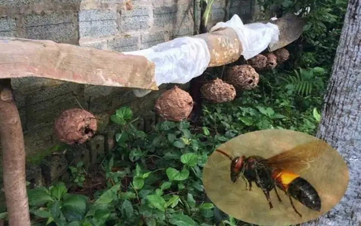 Cách Trị Ong Vò Vẽ