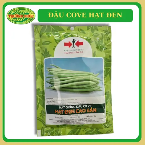 Cách Vẽ Bàng Hạt Đậu