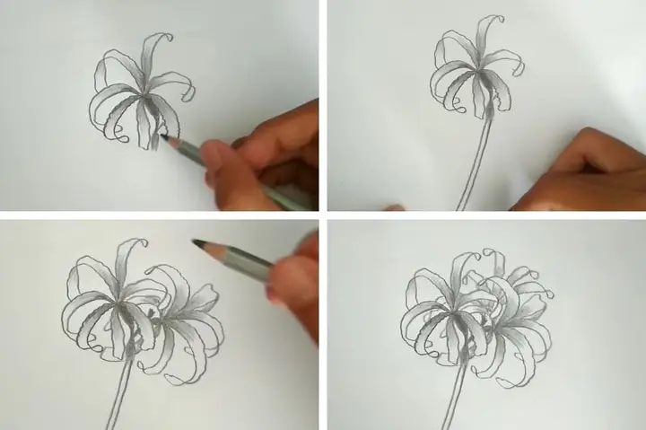 Cách Vẽ Bông Bỉ Ngạn
