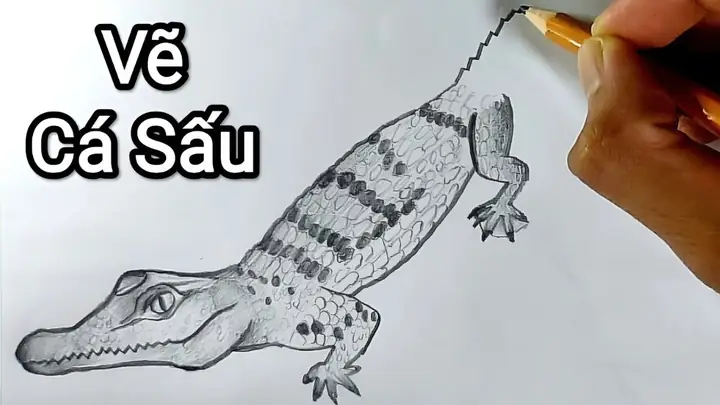 Cách Vẽ Cá Sấu Đơn Giản Cách Vẽ Cá Sấu Đơn Giản