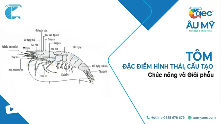 Cách Vẽ Cấu Tạo Tôm Cách Vẽ Cấu Tạo Tôm