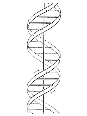 Cách Vẽ Cấu Trúc Adn