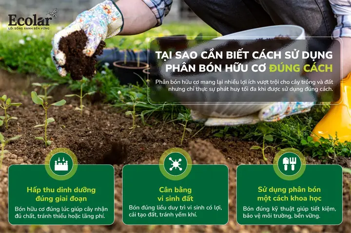 Cách Vẽ Cây Cân Bằng