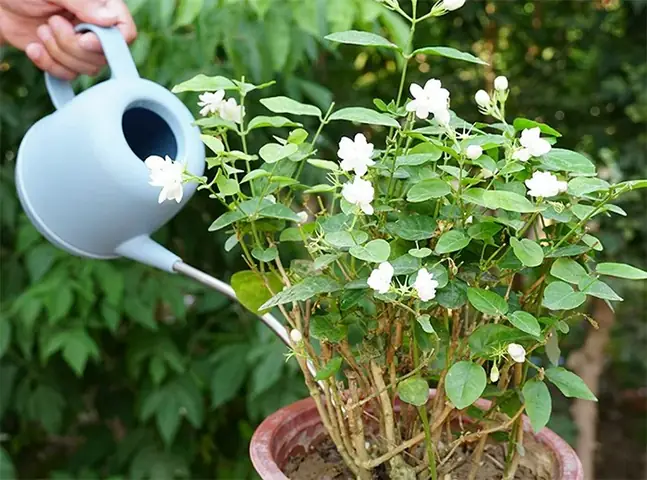 Cách Vẽ Cây Cân Băng2