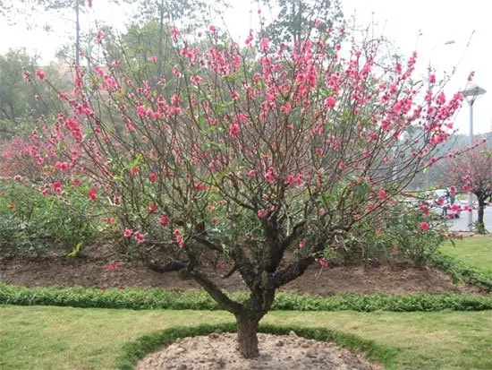 Cách Vẽ Cây Đào Rễ Cách Vẽ Cây Đào Rễ