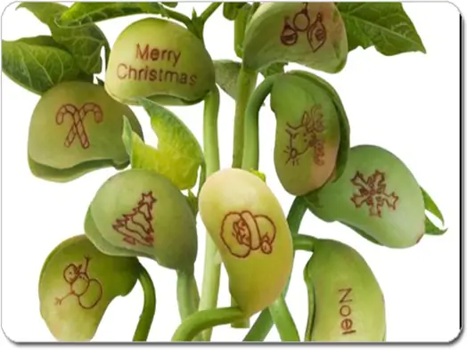Cách Vẽ Cây Đậu Thần