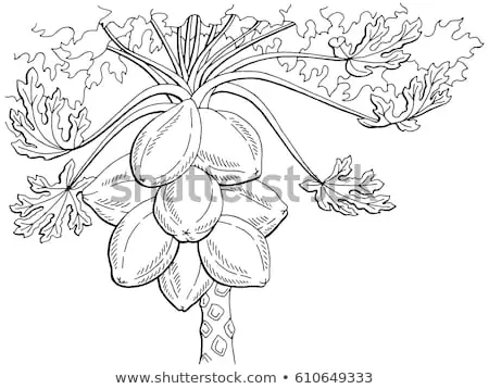 Cách Vẽ Cây Đu Đủ