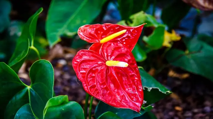 Cách Vẽ Cây Hông Môn Cách Vẽ Cây Hông Môn