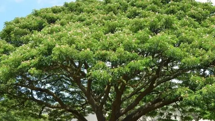 Cách Vẽ Cây Me Tây Cách Vẽ Cây Me Tây