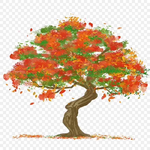 Cách Vẽ Cây Phượng Vĩ Cách Vẽ Cây Phượng Vĩ