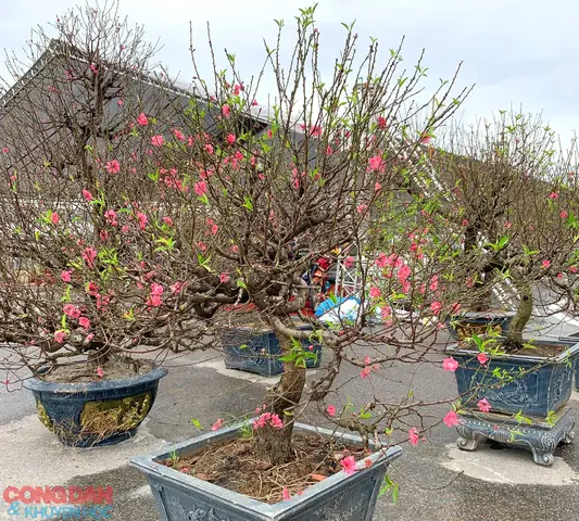 Cách Vẽ Cây Rừng Đào