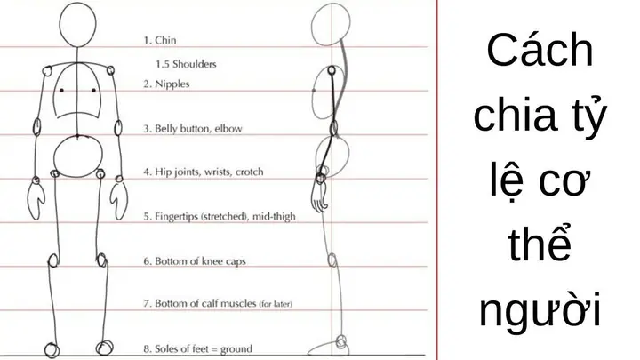 Cách Vẽ Chia Tỉ Lệ
