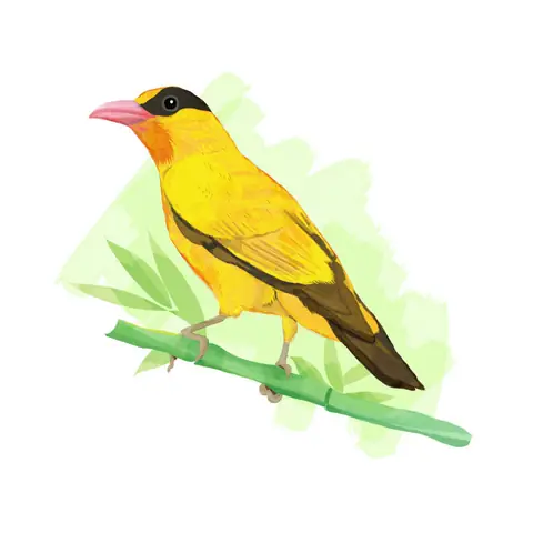 Cách Vẽ Chim Hoàng Anh Cách Vẽ Chim Hoàng Anh