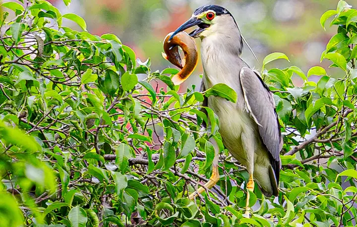Cách Vẽ Chim Hoàng Anh Cách Vẽ Chim Hoàng Anh
