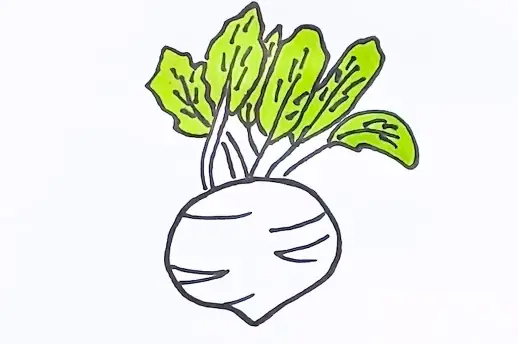 Cách Vẽ Củ Su Hào