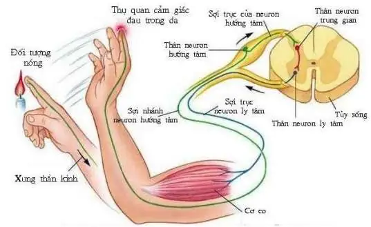 Cách Vẽ Cung Phản Xạ