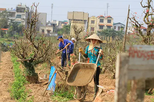 Cách Vẽ Đào Nhật Tân