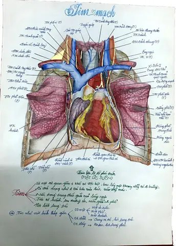 Cách Vẽ Giải Phẫu Để
