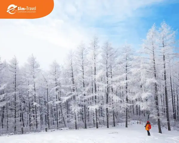 Cách Vẽ Hàn Tuyết Rơi