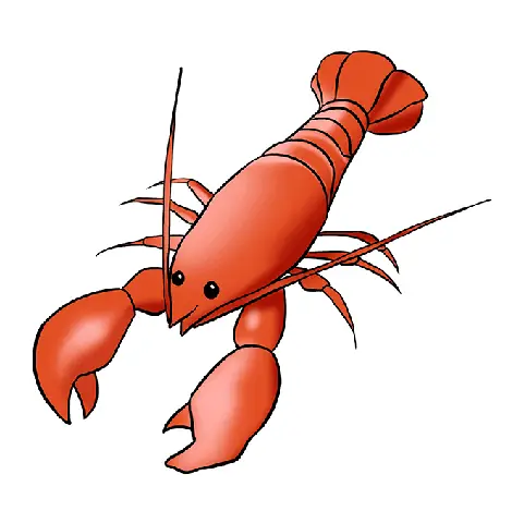 Cách Vẽ Hình Con Tôm