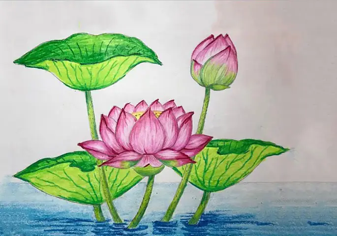 Cách Vẽ Hình Hoa Sen Cách Vẽ Hình Hoa Sen