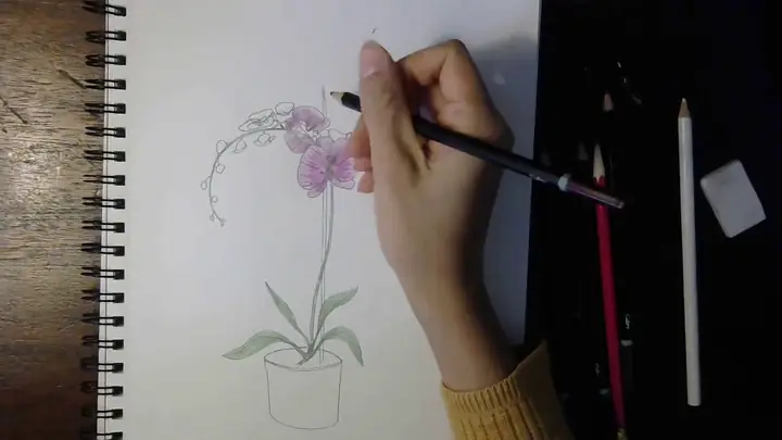 Cách Vẽ Hoa Lan Hồ Điệp