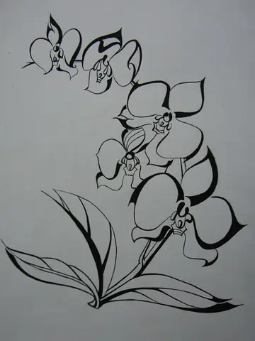Cách Vẽ Hoa Lan Hồ Điệp