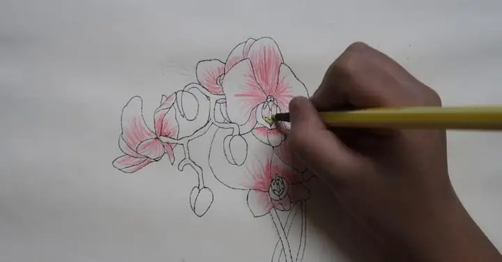 Cách Vẽ Hoa Lan Hồ Điệp