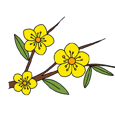 Cách Vẽ Hoa Mai Vàng