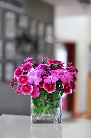Cách Vẽ Hoa Păng Xê