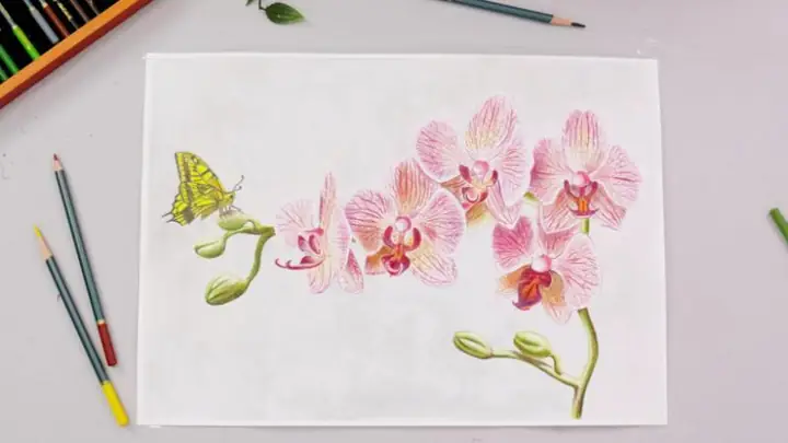 Cách Vẽ Hoa Phong Lan
