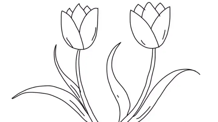 Cách Vẽ Hoa Tu Lip