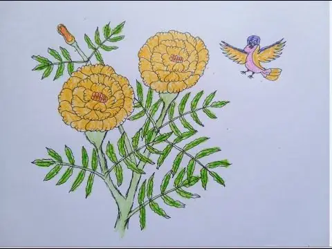 Cách Vẽ Hoa Vạn Thọ