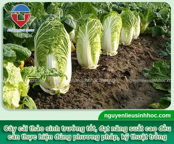 Cách Vẽ Lá Bắp Cai