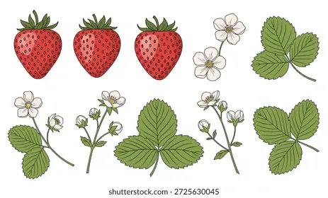 Cách Vẽ Lá Dâu Tây
