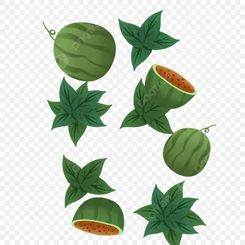 Cách Vẽ Lá Dưa Hấu Cách Vẽ Lá Dưa Hấu