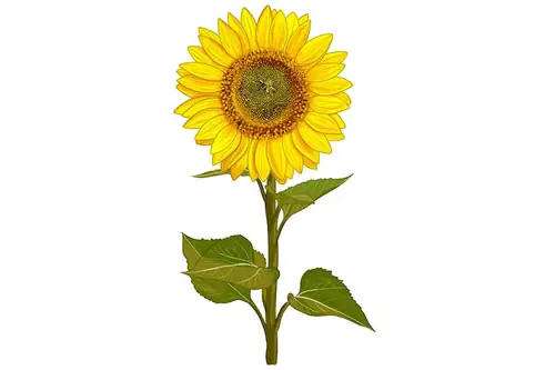 Cách Vẽ Lá Hoa Hướng Dương