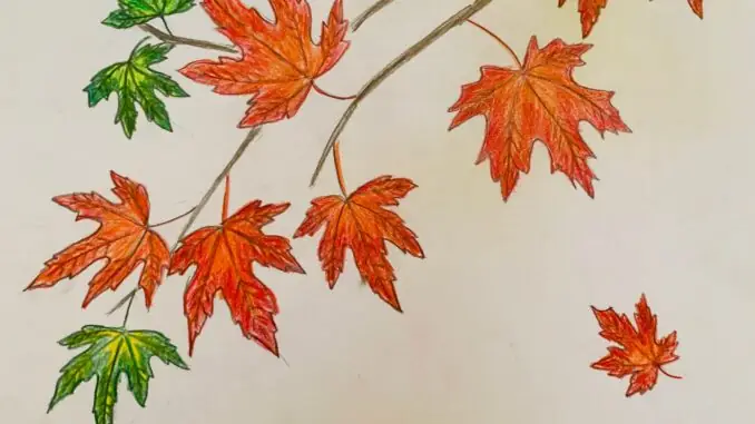 Cách Vẽ Lá Thu Phong Cách Vẽ Lá Thu Phong