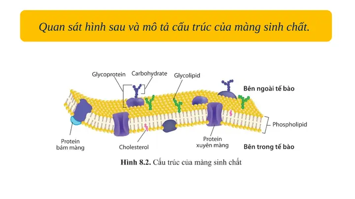 Cách Vẽ Màng Sinh Chất