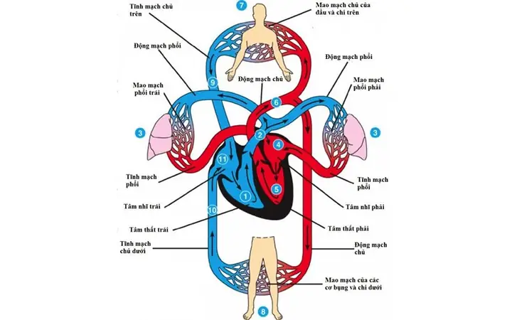 Cách Vẽ Mô Cơ Tim