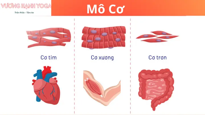 Cách Vẽ Mô Cơ Tim